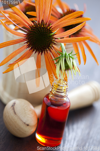 Image of echinacea alternative medicine