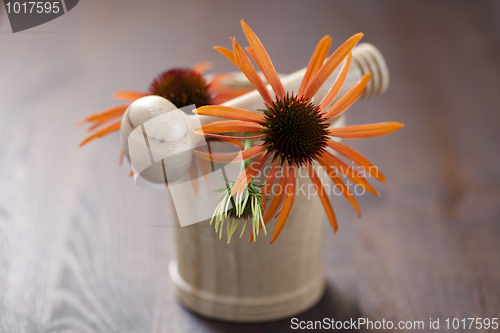 Image of mortar and pestle with echinacea