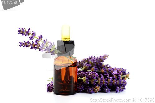 Image of lavender essential oil