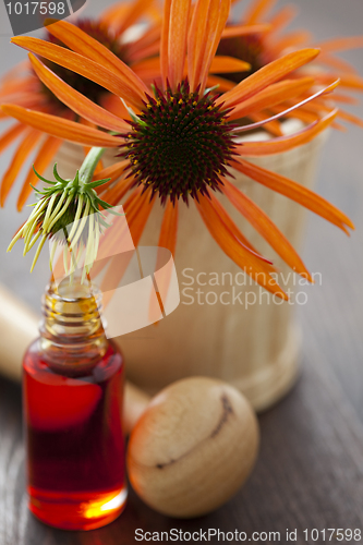 Image of echinacea alternative medicine