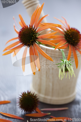 Image of mortar and pestle with echinacea