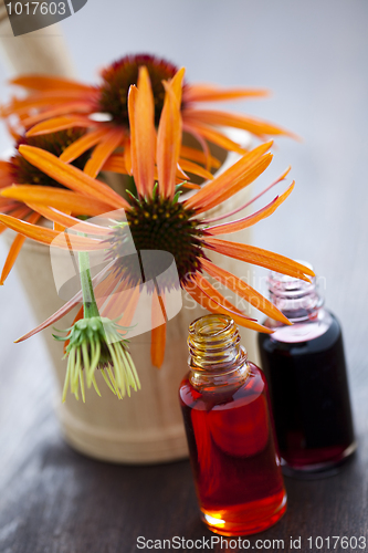 Image of echinacea alternative medicine