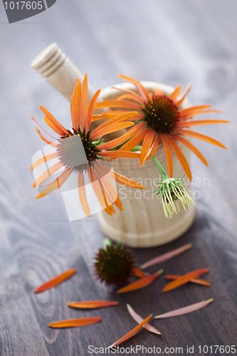 Image of mortar and pestle with echinacea