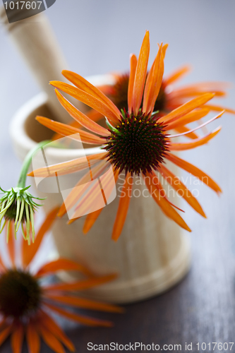 Image of mortar and pestle with echinacea