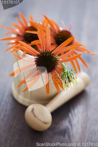 Image of mortar and pestle with echinacea