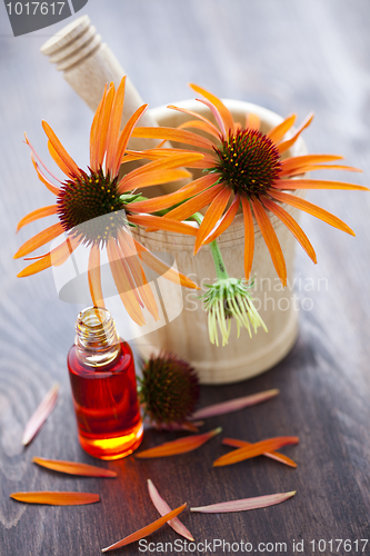 Image of echinacea alternative medicine