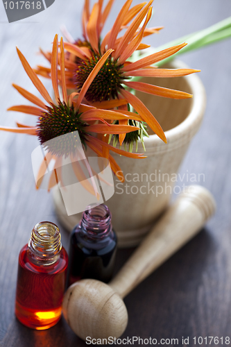 Image of echinacea alternative medicine