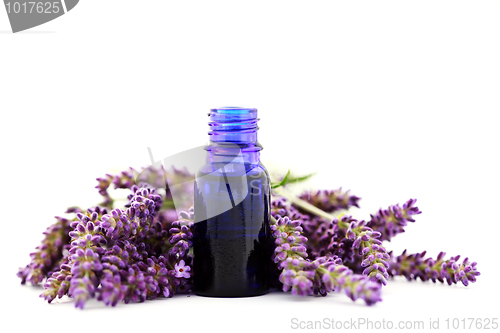 Image of lavender essential oil