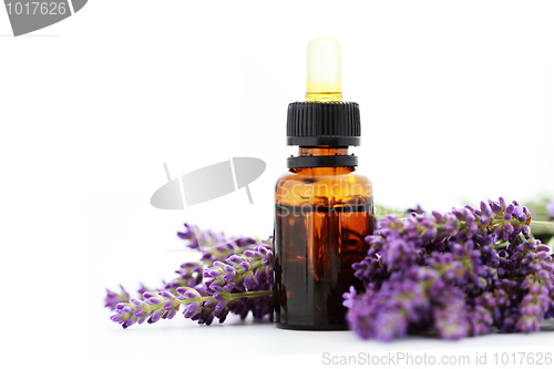 Image of lavender essential oil