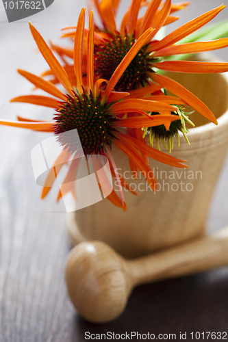 Image of mortar and pestle with echinacea