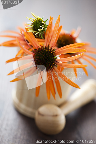 Image of mortar and pestle with echinacea