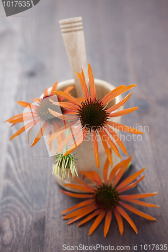 Image of mortar and pestle with echinacea