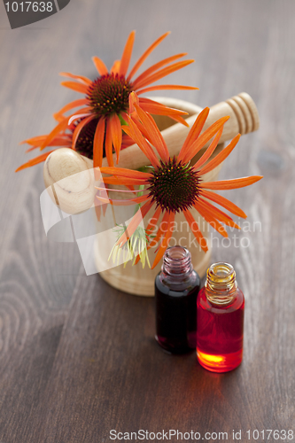 Image of echinacea alternative medicine