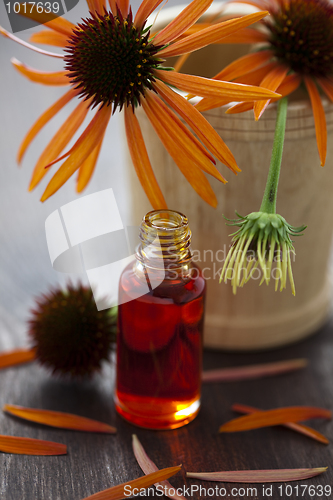 Image of echinacea alternative medicine