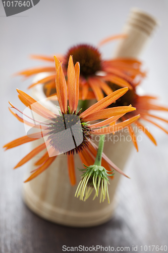 Image of mortar and pestle with echinacea