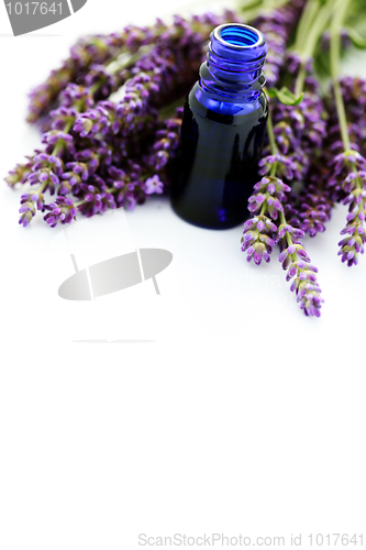 Image of lavender essential oil