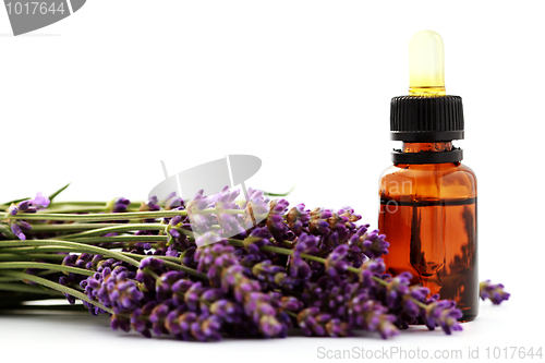 Image of lavender essential oil