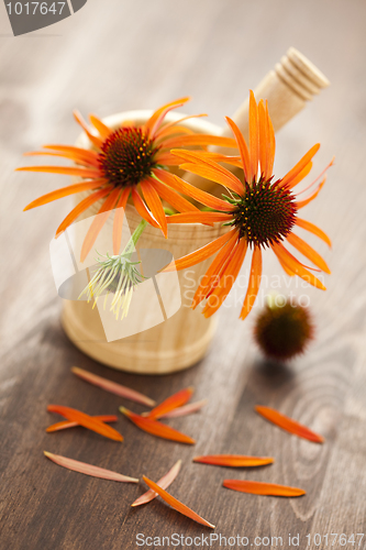 Image of mortar and pestle with echinacea