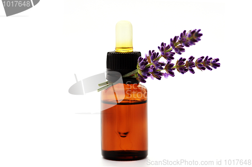 Image of lavender essential oil