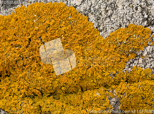 Image of Orange lichen