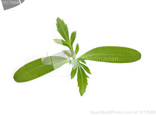 Image of seedling