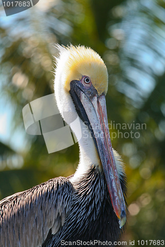 Image of Brown Pelican