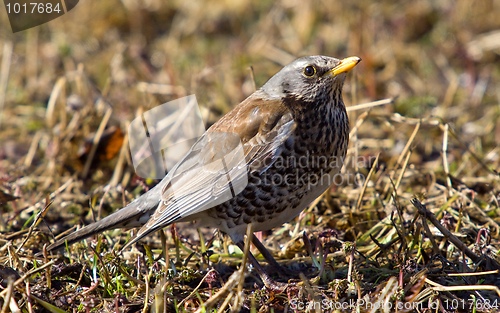 Image of Fieldfare