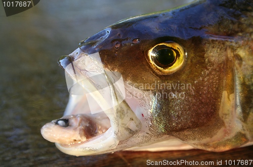 Image of Perch's Prey