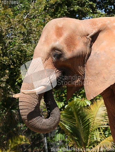 Image of African Elephant