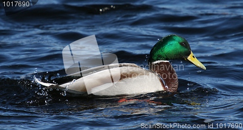 Image of Mallard