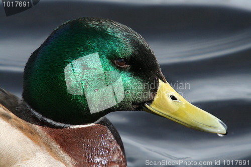 Image of Mallard