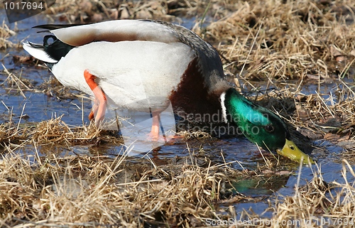 Image of Mallard