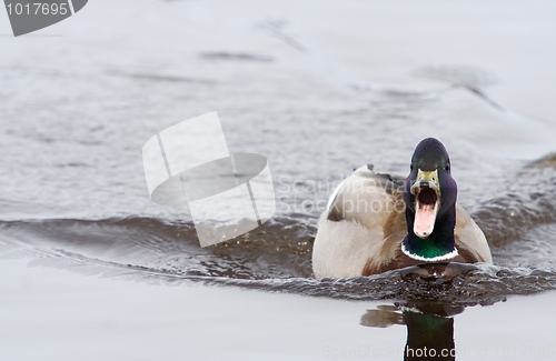 Image of Mallard