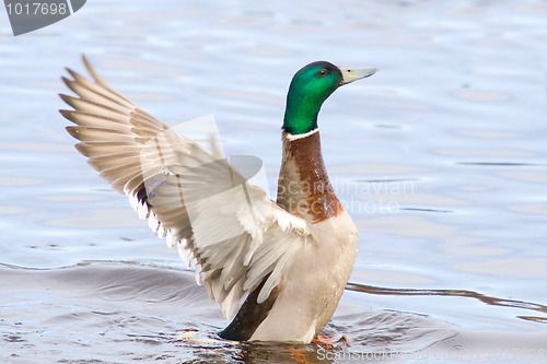 Image of Mallard