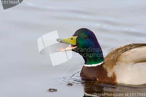 Image of Mallard