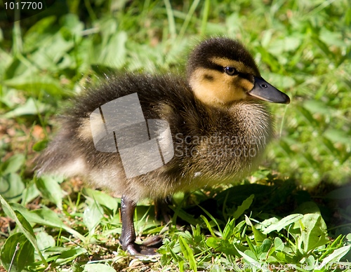 Image of Mallard Juvenile