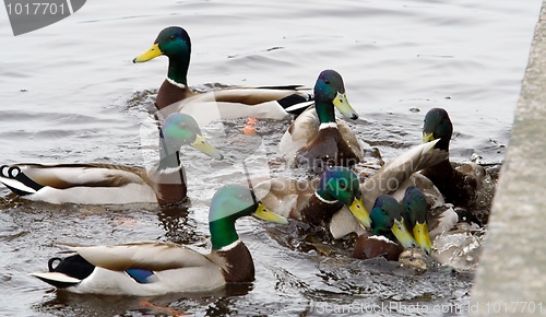 Image of Reproduction of Mallards
