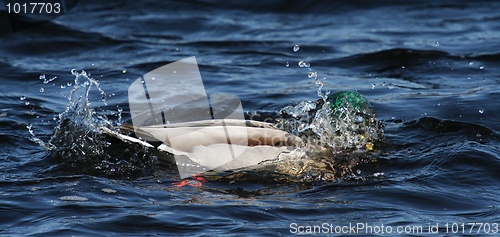 Image of Mallard Diving