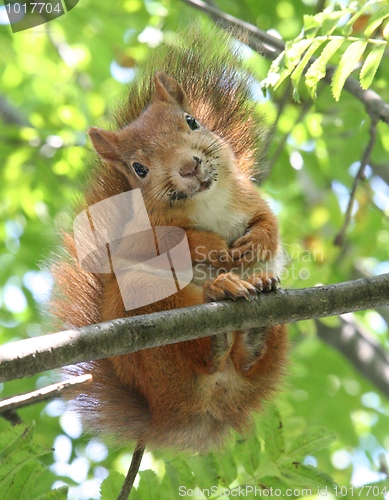 Image of Smiling Squirrel