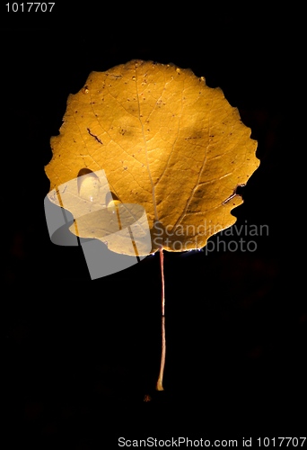 Image of Common Aspen Leaf