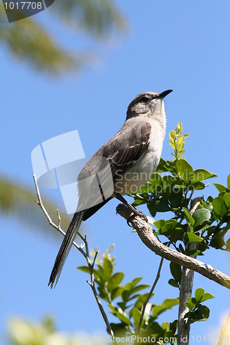 Image of Northern Mockingbird