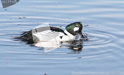 Image of Common Goldeneye