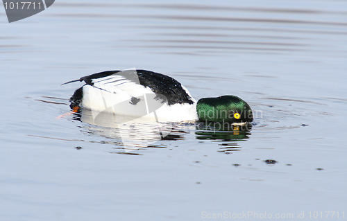 Image of Common Goldeneye