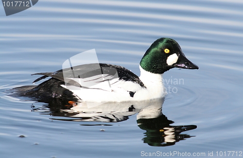 Image of Common Goldeneye