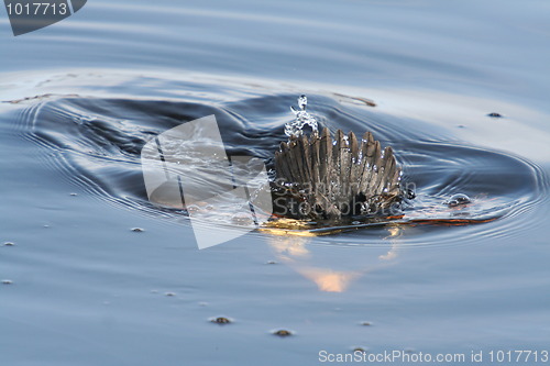 Image of Common Goldeneye Dive