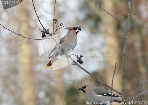 Image of Bohemian Waxwings