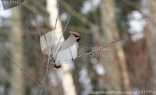 Image of Bohemian Waxwing