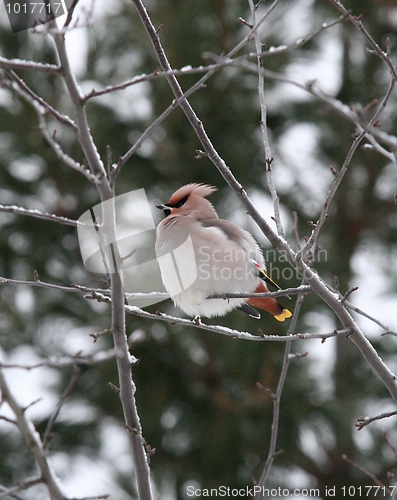 Image of Bohemian Waxwing