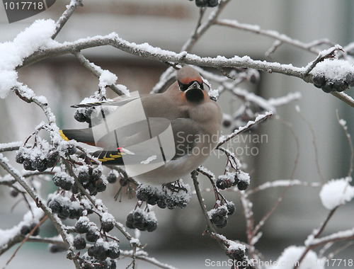 Image of Bohemian Waxwing