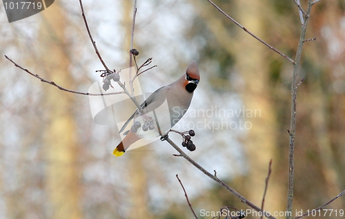 Image of Bohemian Waxwing